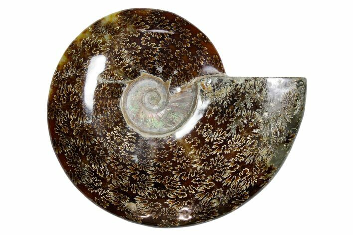 Polished Fossil Ammonite (Cleoniceras) - Madagascar #349173